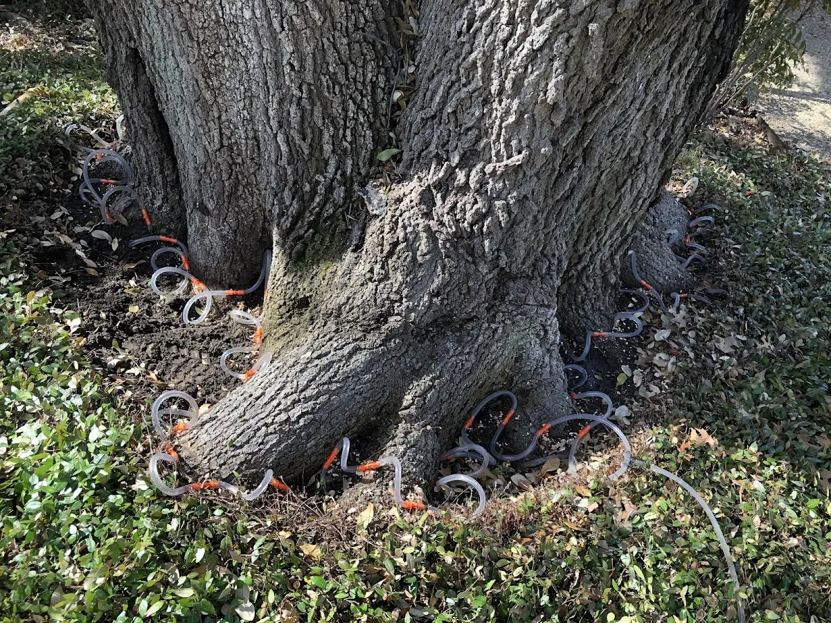 Detailed Tree Cabling and Bracing job site in Maple
