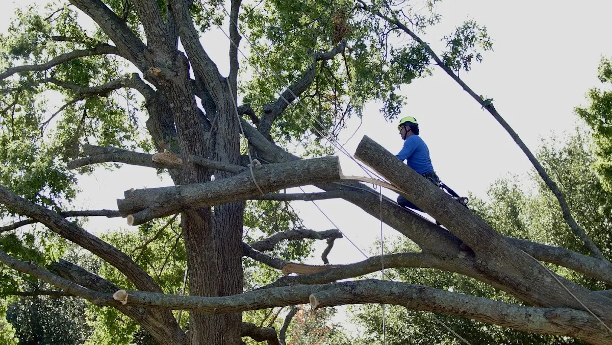 Professional Crown Thinning performed by certified arborists in Maple