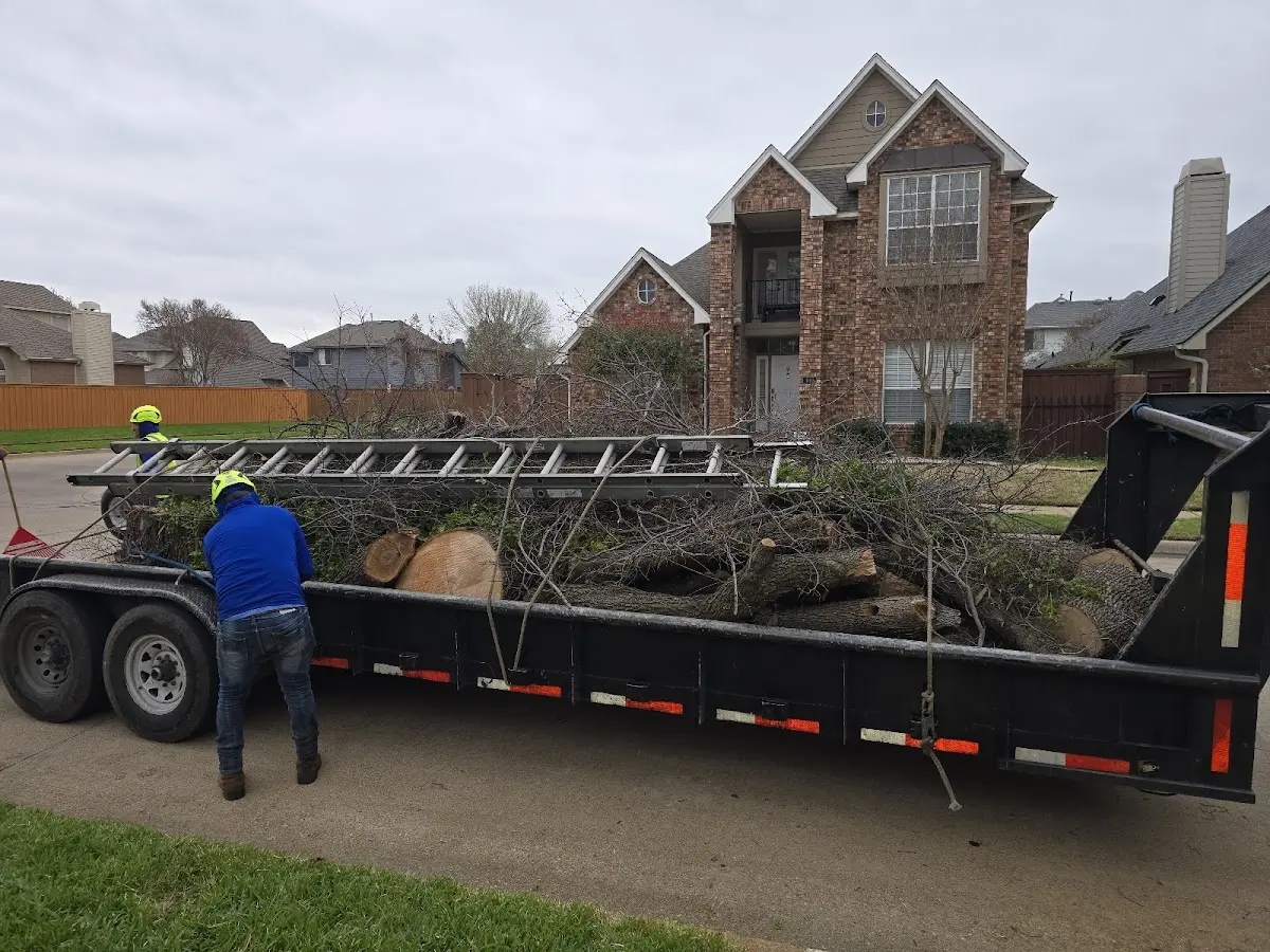 Expert Tree Pest Control with proper safety equipment in Maple